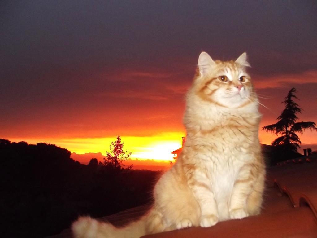 Forum Cassii Vetralla Bagian luar foto